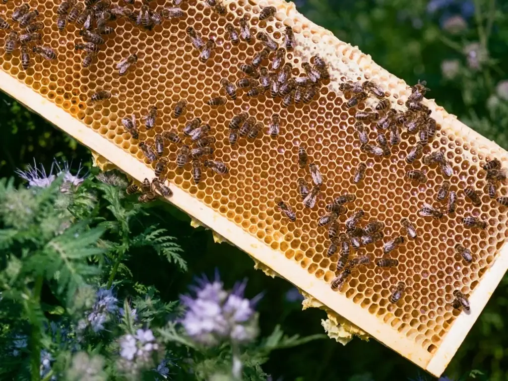 Bees working on a natural honeycomb frame in the hive