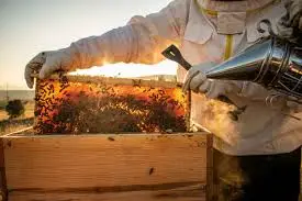 Beekeeper inspecting a honeycomb frame with protective gear